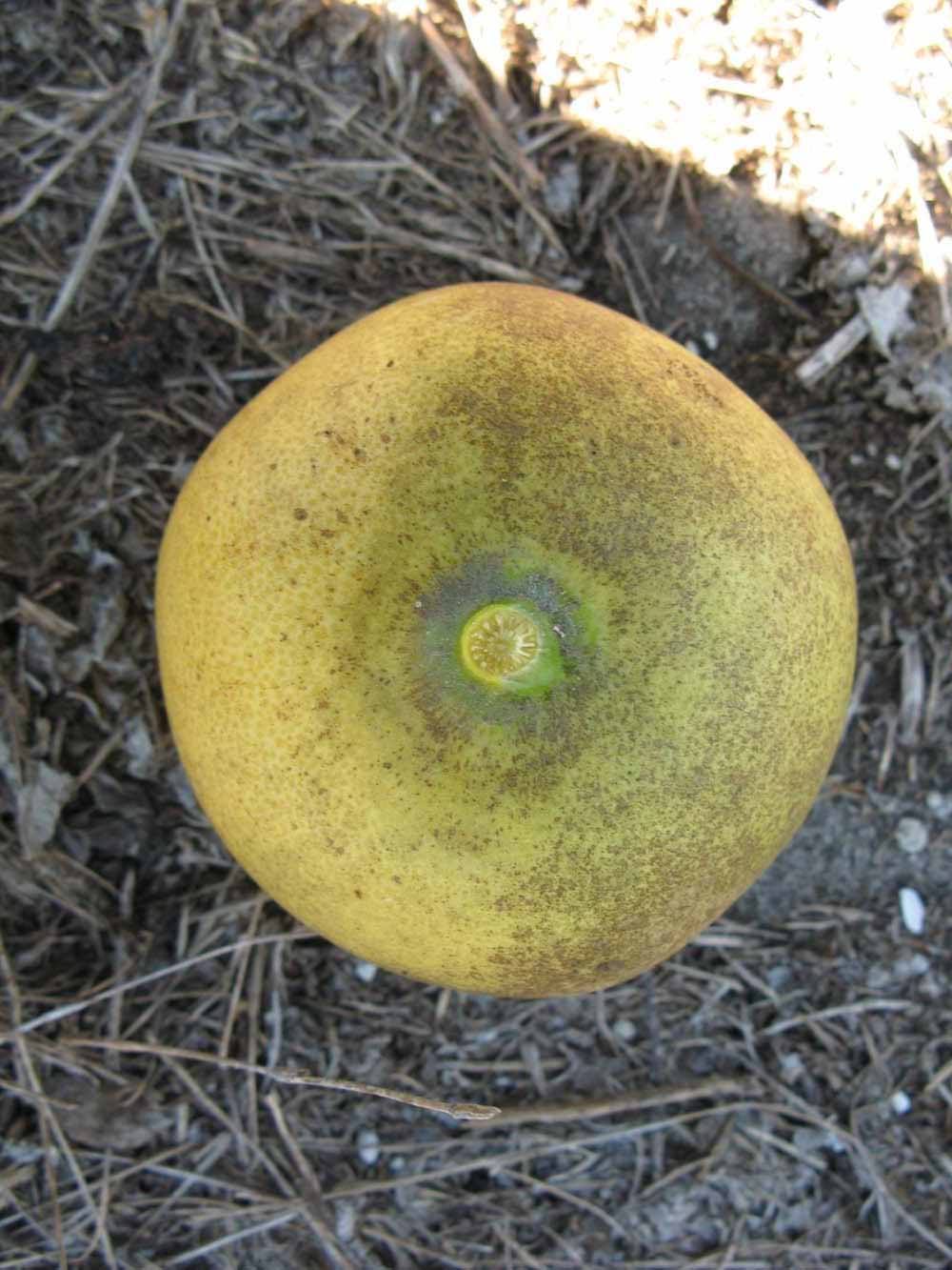              Fruit (Winter Haven, FL)       